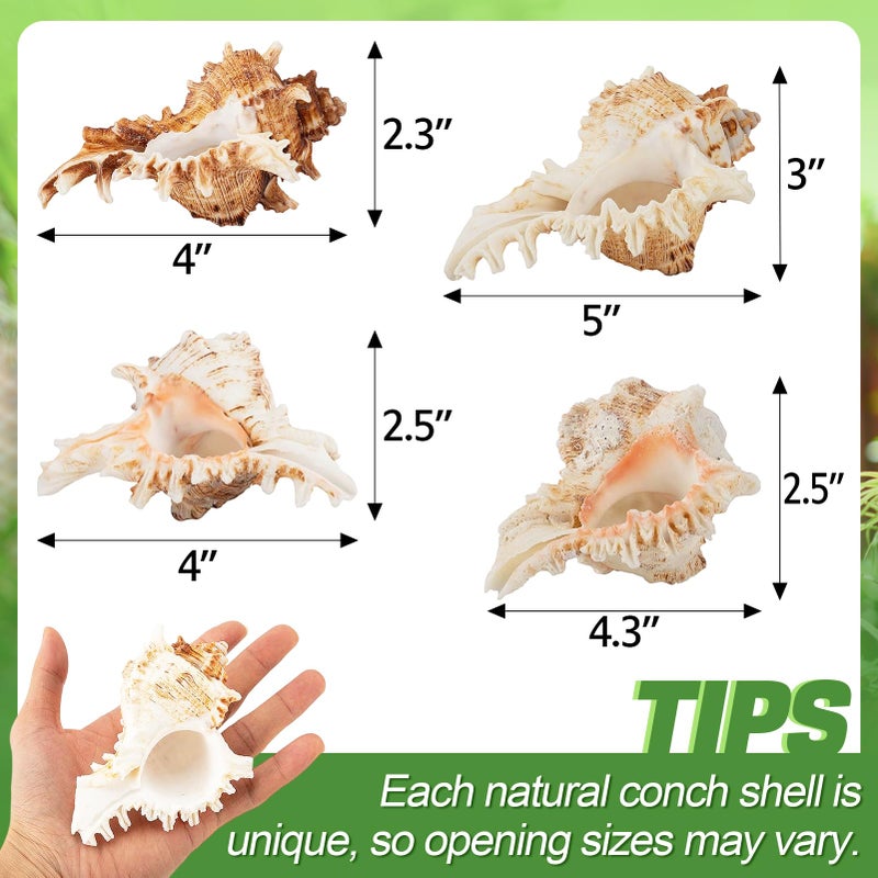 ANPHSIN 4 Pack Conch Sea Shell Air Plant Holders- 4-5 inches Natural Airplant Pot  Decorative Tillandsia Succulent Display Container for Gardening Housewarming Gifts Home Table Decors  No Plants - Image 3